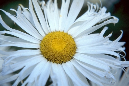 51