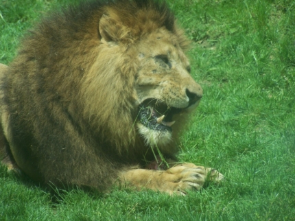 Lion